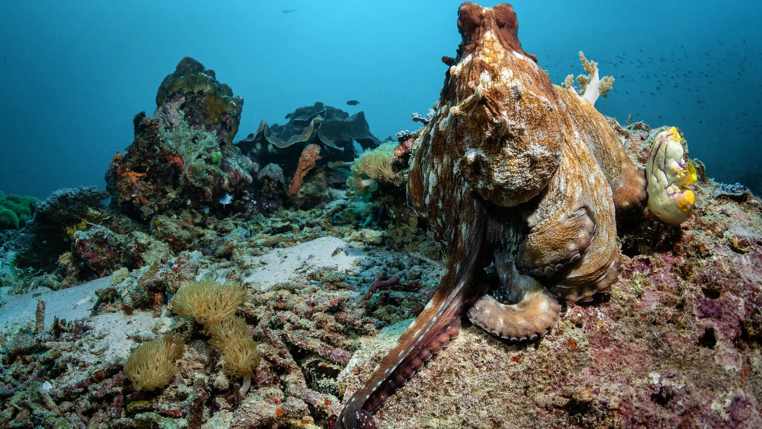 Seahorse in Raja Ampat