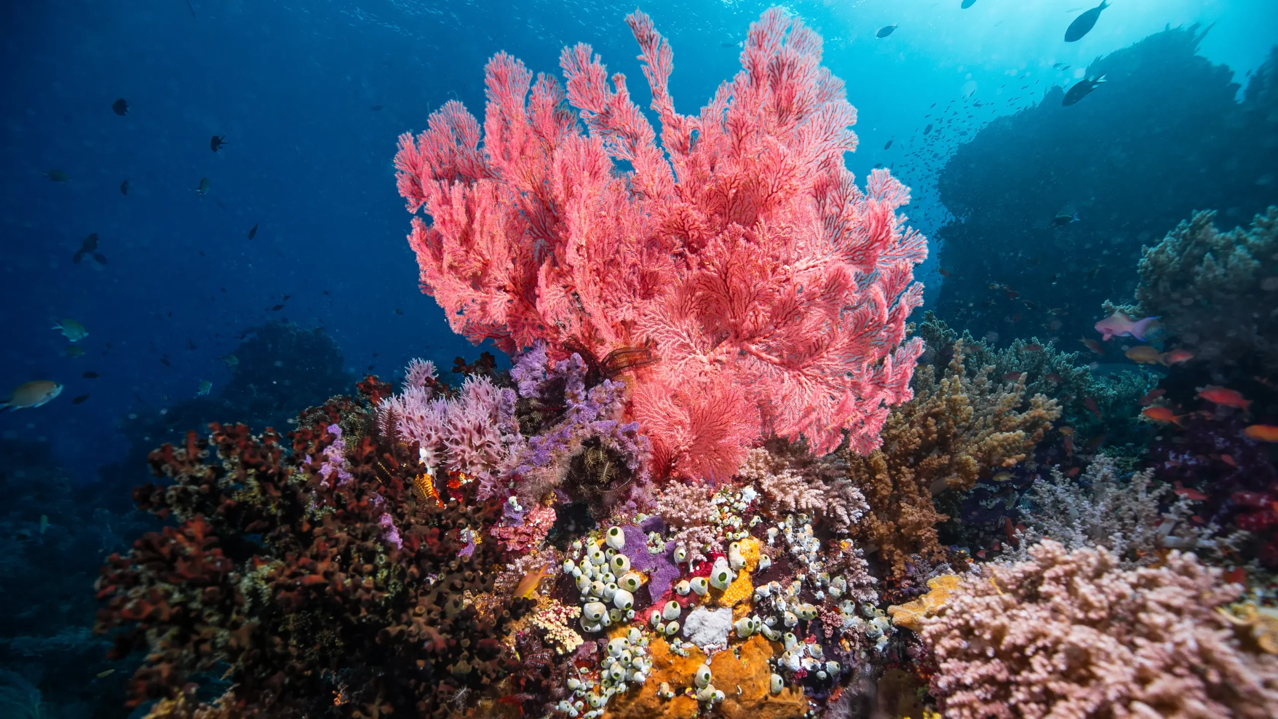 Seahorse in Raja Ampat