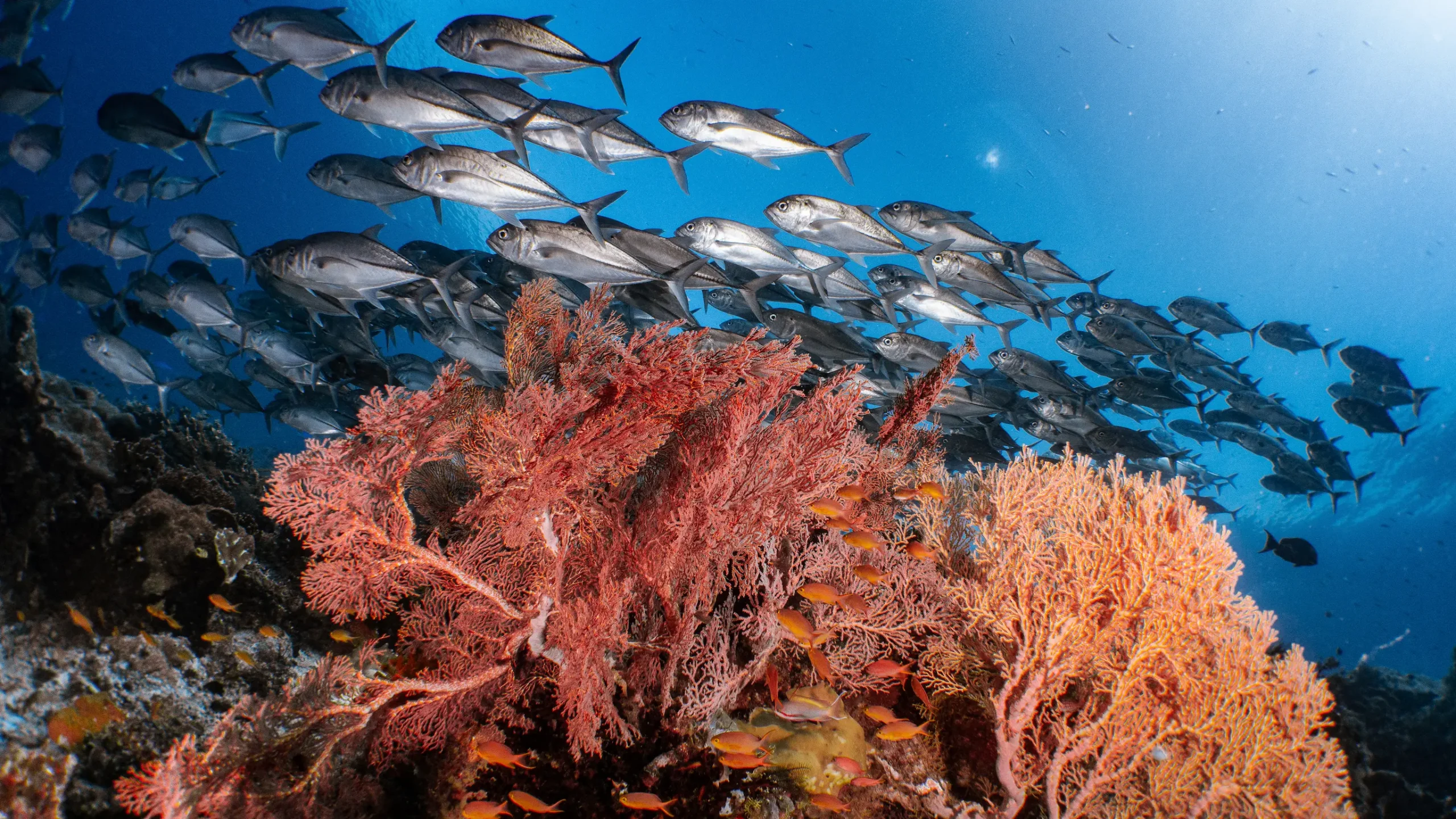 Komodo Island scenery