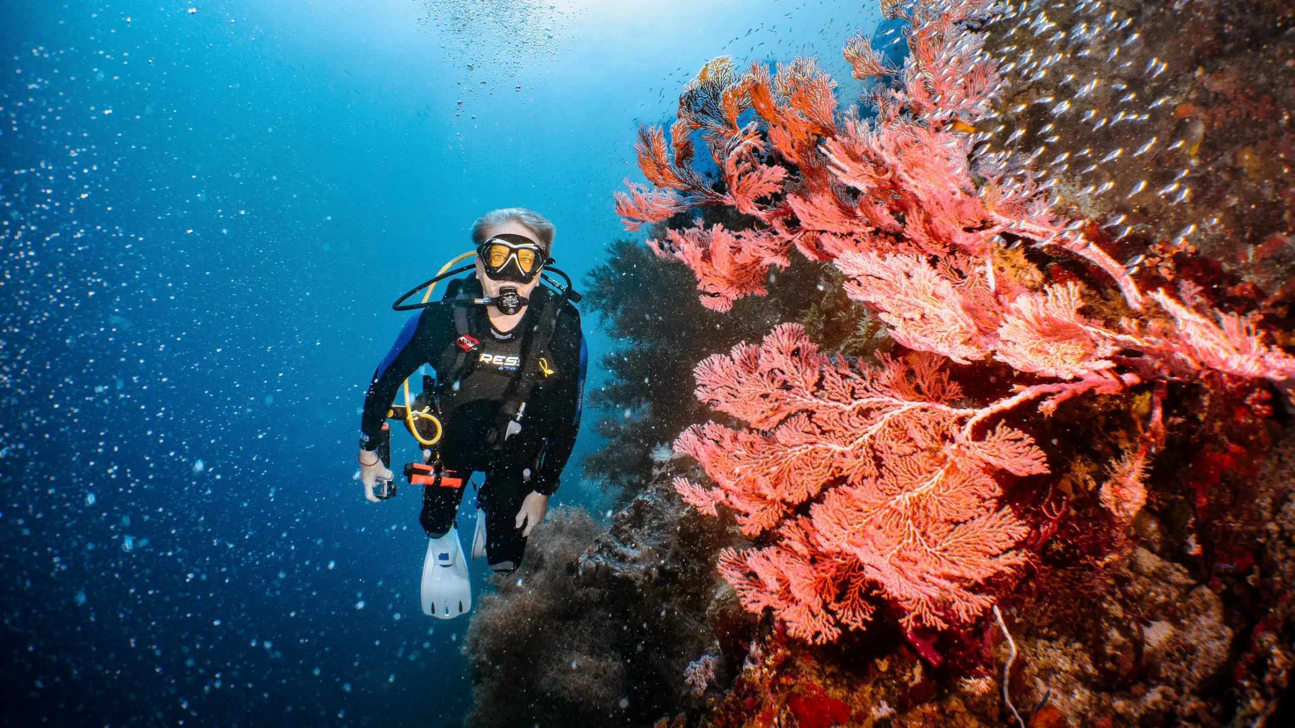 Scuba diver posing with a very beautiful & colorful underwater coral