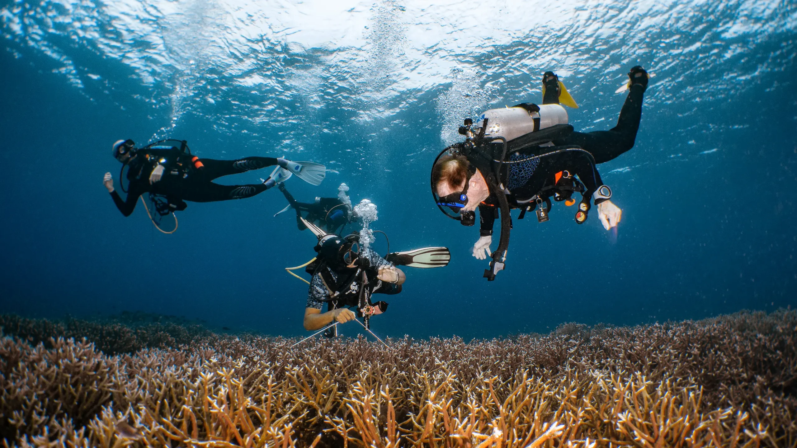 Three scuba divers diving in South Raja Ampat