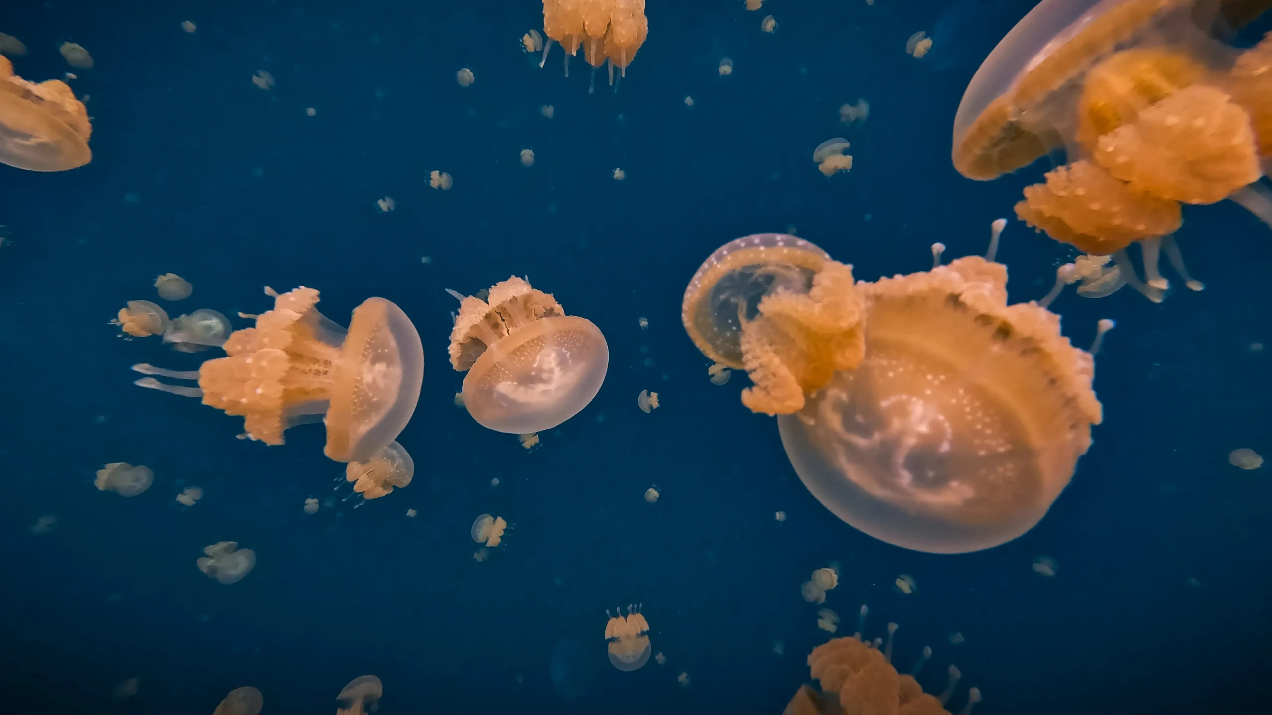 A group of jellyfish in Raja Ampat