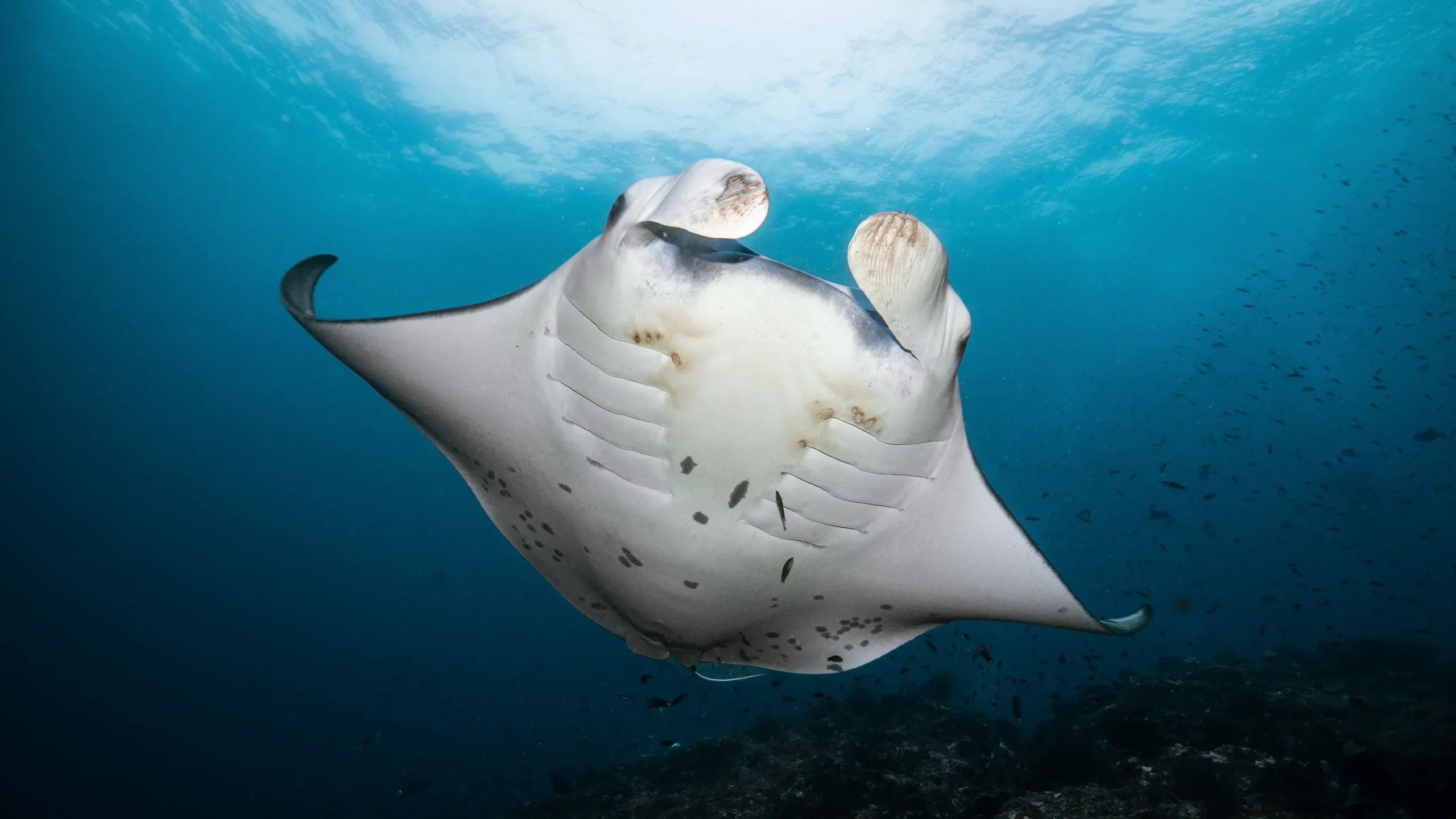 A big manta ray posing in Raja Ampat
