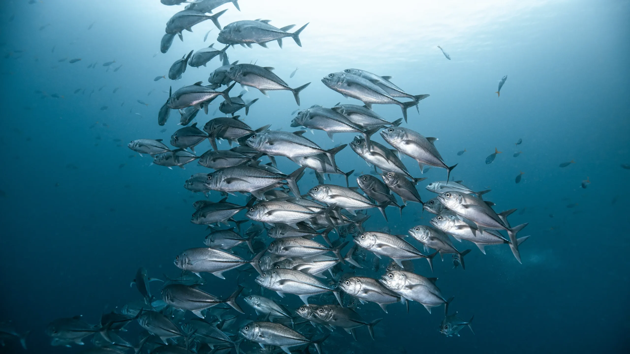 school of fish 