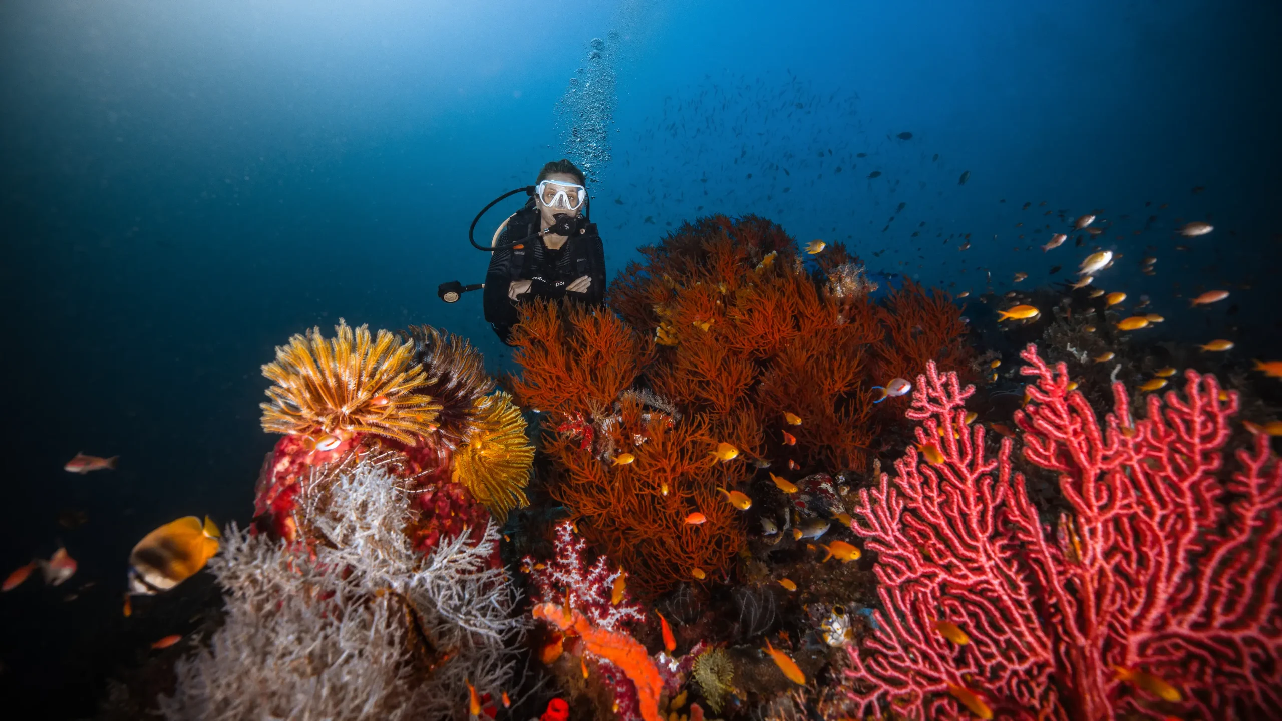 a diver diving in raja ampat's beautiful underwater world