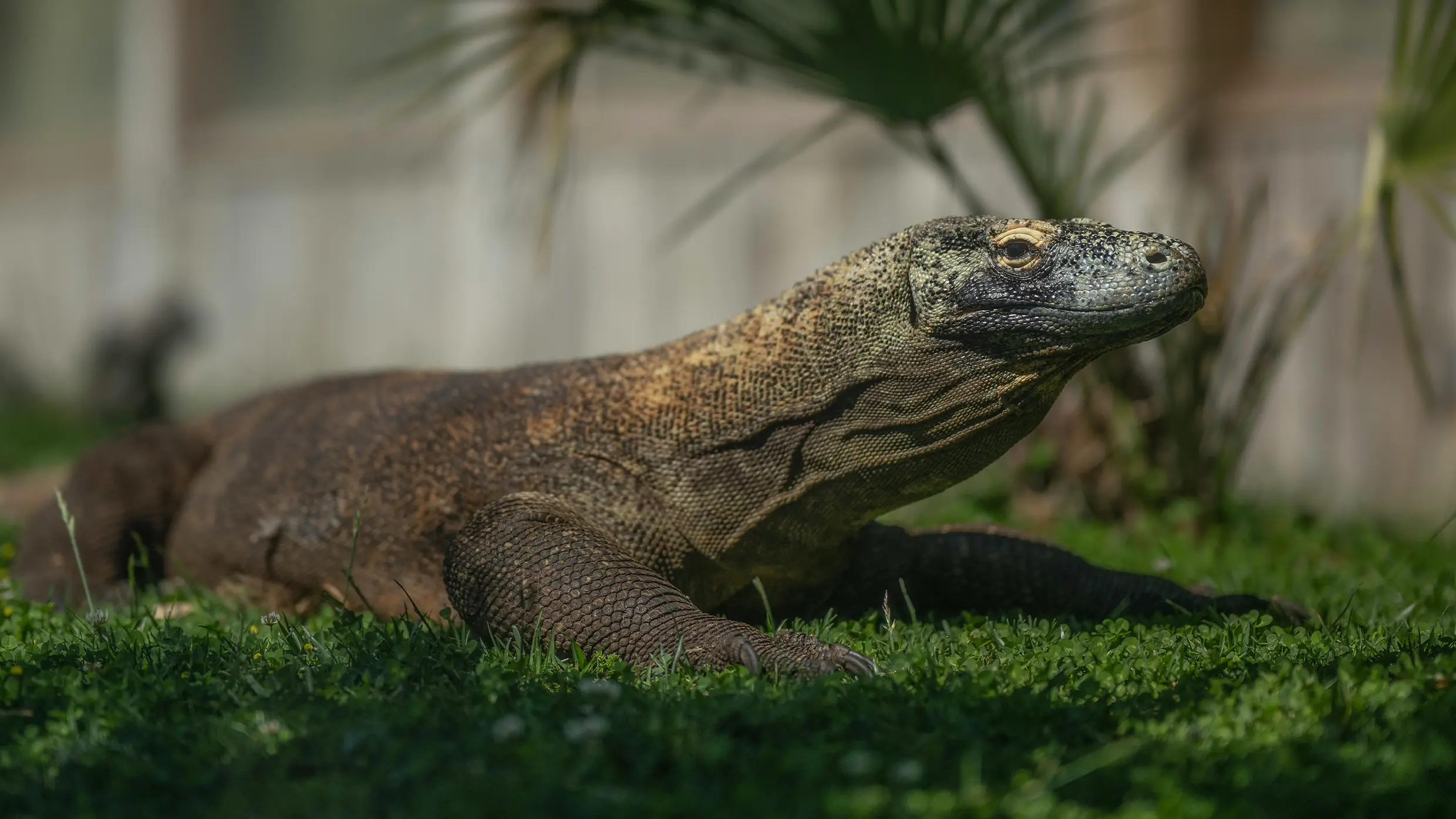 Komodo Dragon on a beach