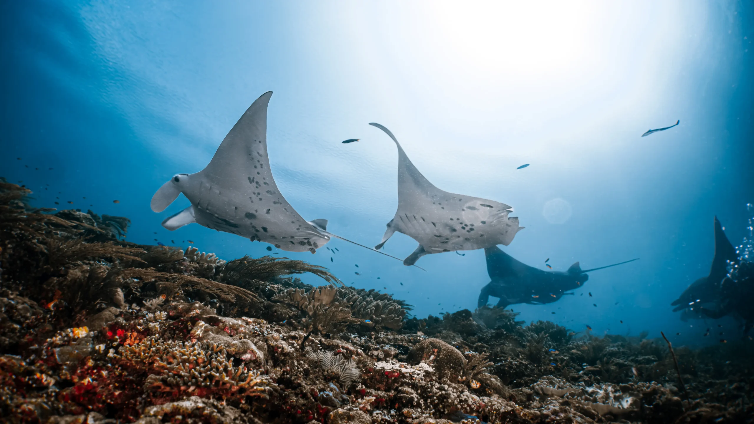 Manta Rays in Raja Ampat