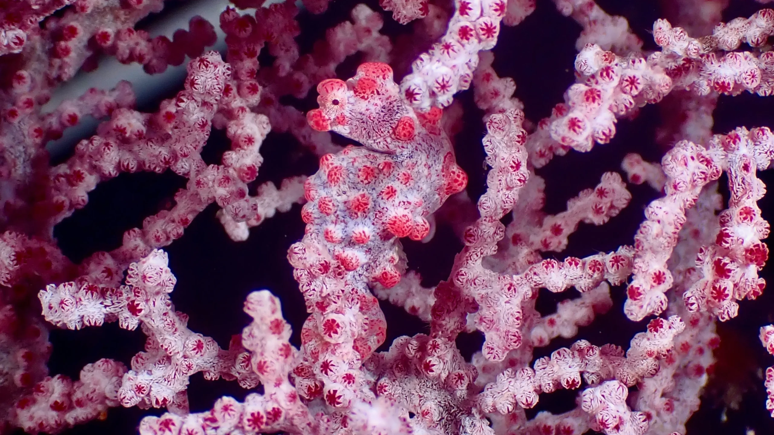 Seahorse in Raja Ampat