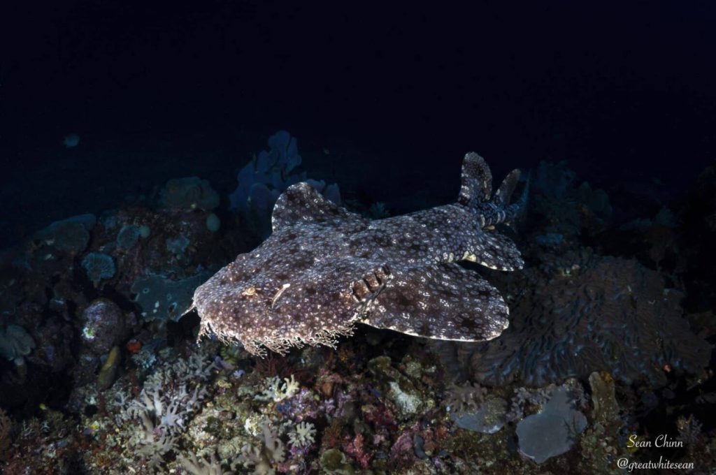Wobbegong-scaled Wobbegong-scaled